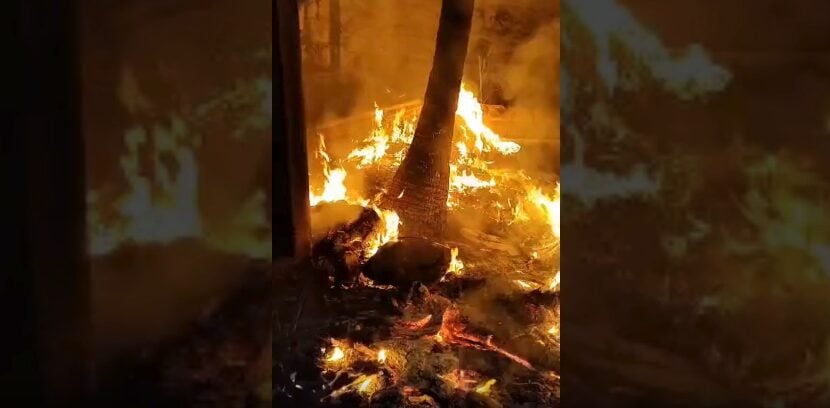 Incêndio atinge terreno na Avenida Alziro Zarur em Maringá e assusta moradores