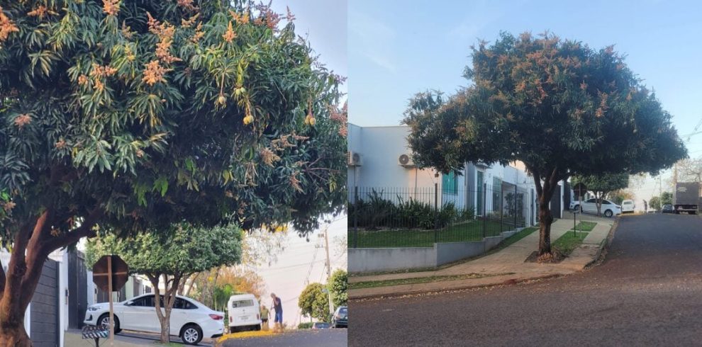 Maringá tem 30 mil árvores frutíferas nas calçadas; descubra as espécies mais comuns e as proibidas por lei