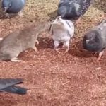 Moradora flagra ratazana junto com pombos no centro de cidade do Paraná; veja
