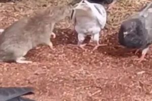 Moradora flagra ratazana junto com pombos no centro de cidade do Paraná; veja