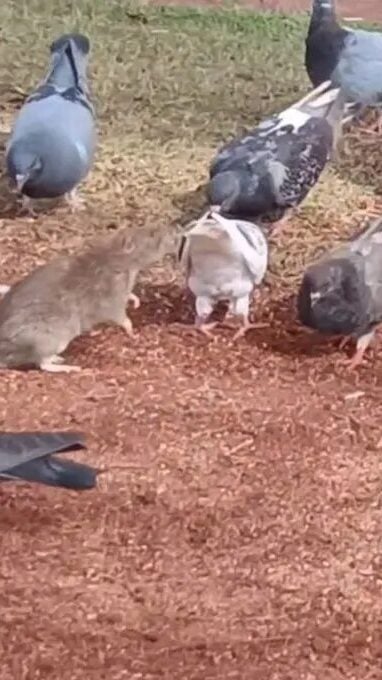 Moradora flagra ratazana junto com pombos no centro de cidade do Paraná; veja