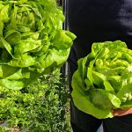 Negócios da Terra fala de mini-alface, milho e porco na lata
