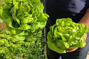 Negócios da Terra fala de mini-alface, milho e porco na lata