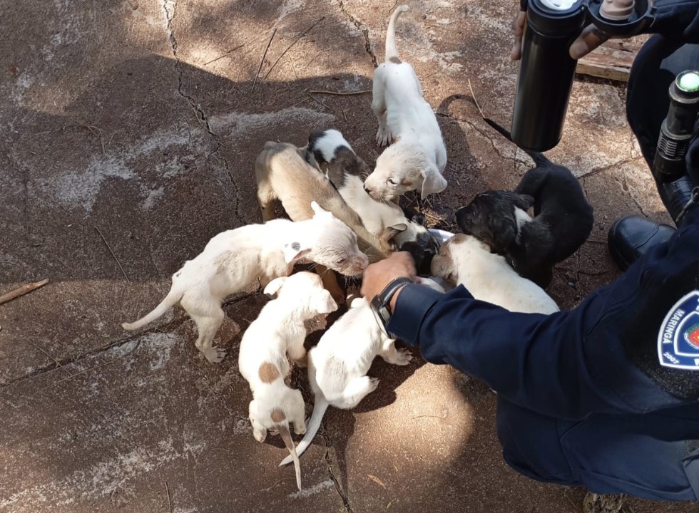 Oito filhotes de cachorro são resgatados após serem abandonados em caixa de papelão em Maringá