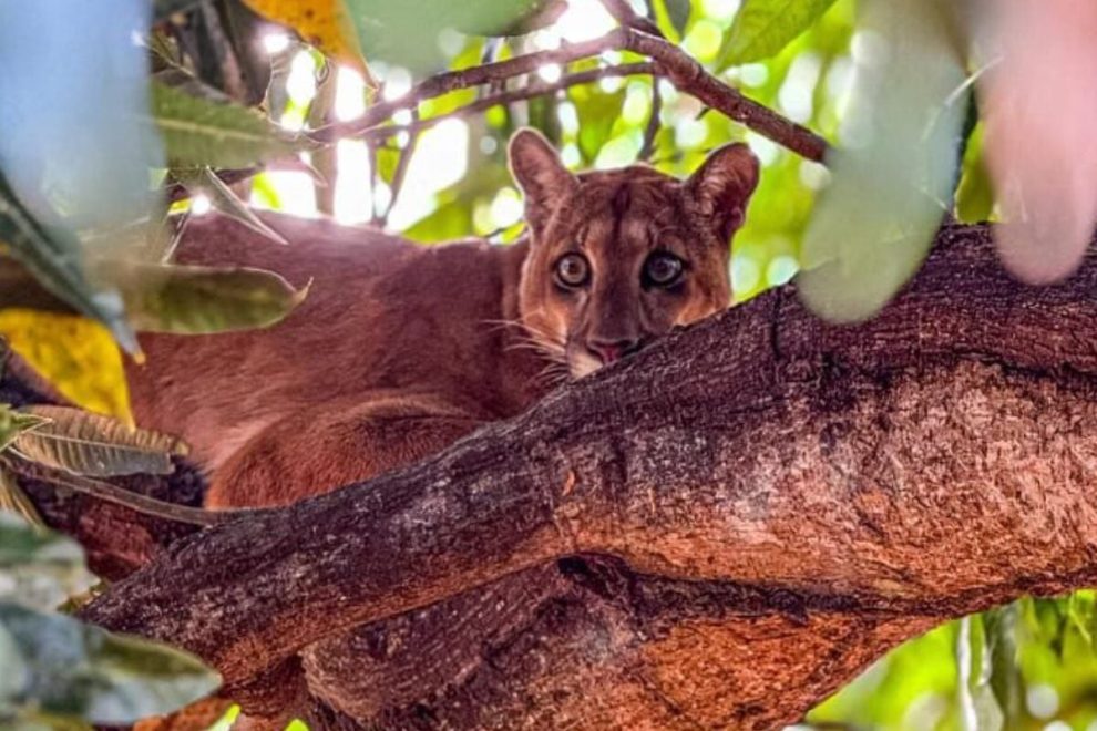 Onça é avistada em área urbana de cidade da região e mobiliza Polícia Ambiental