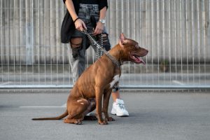 Projeto prevê multa de até R$ 3 mil para tutor de cachorro sem guia