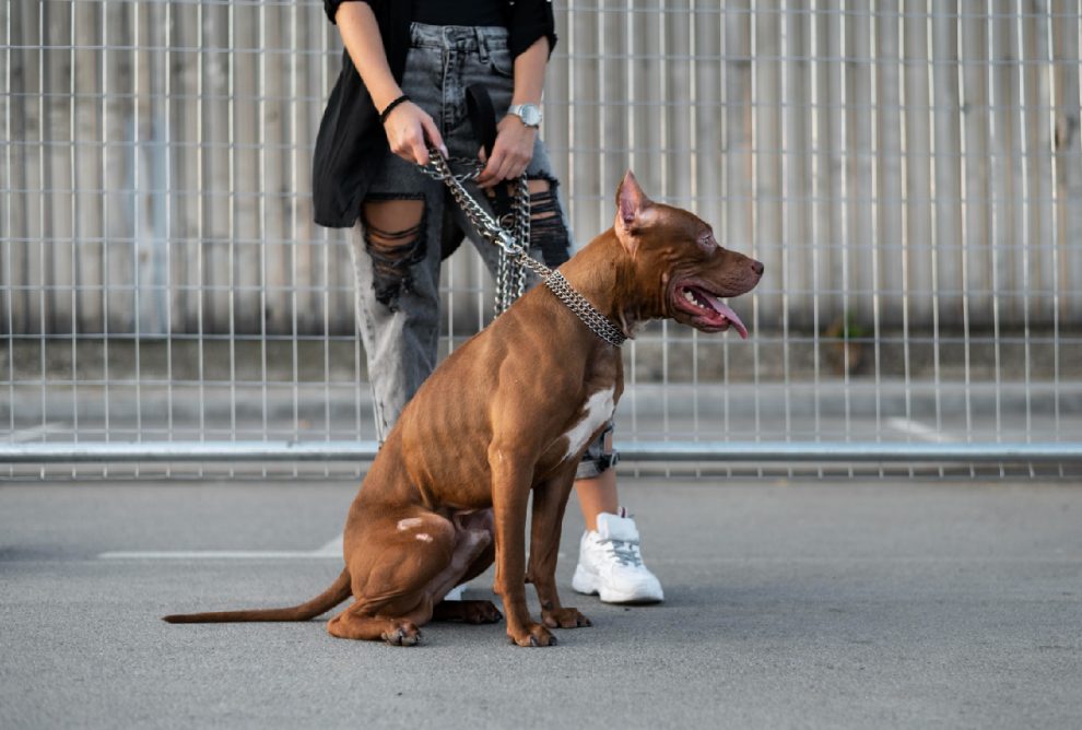 Projeto prevê multa de até R$ 3 mil para tutor de cachorro sem guia