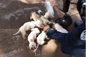 Vídeo: cachorros abandonados em caixa de papelão são resgatados em Maringá