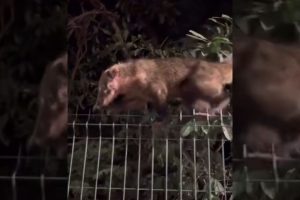 Vídeo mostra quati ferido na região do pescoço no Parque do Ingá; assista