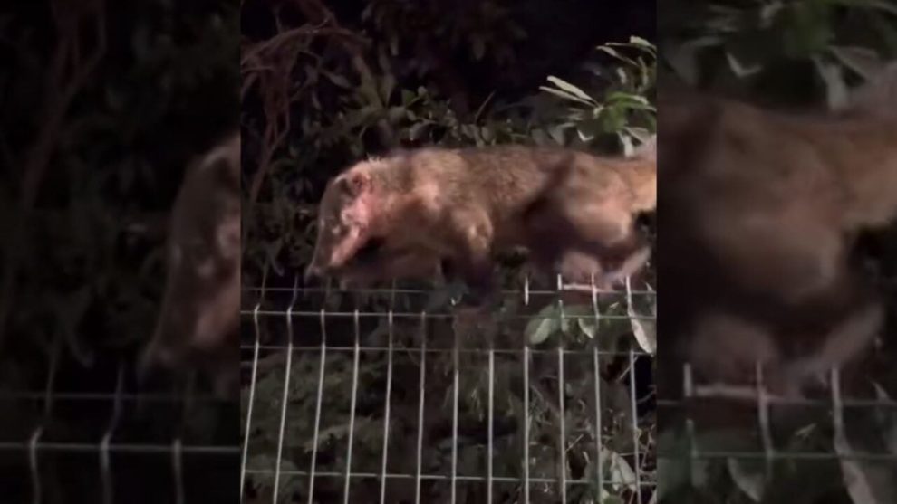 Vídeo mostra quati ferido na região do pescoço no Parque do Ingá; assista