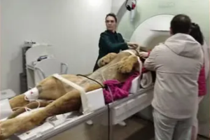 Zoológico do Paraná realiza ressonância em leão e viraliza nas redes