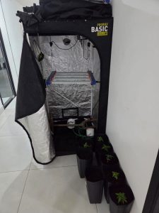 Estufa de maconha é descoberta durante operação em bairro de Maringá
