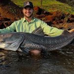 Pescador fisga Pintado de 1,55 m e 30 kg no Rio Ivaí, na região de Maringá