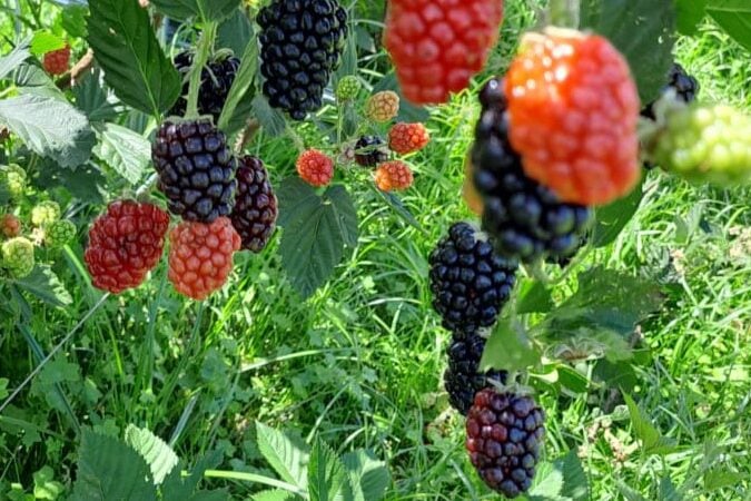 Produção de amoras cresce no Paraná e chega a 914 toneladas